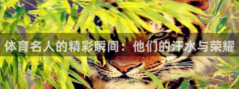 球王会体育